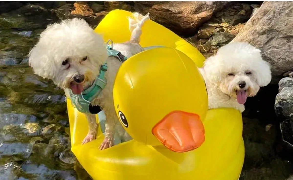 SwimBuddy 2-in-1 Hundepool-Schwimmhilfe