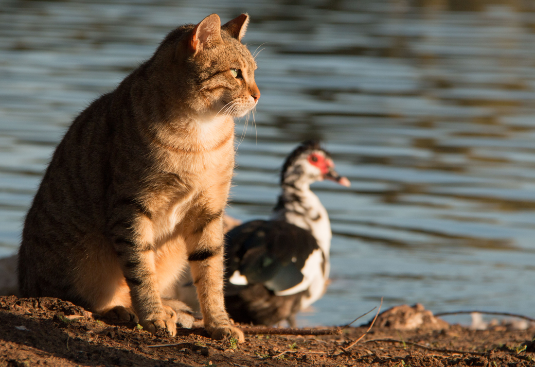 Weil sie nur das Beste verdienen – Intelligente Haustierpflege mit Frohepoten