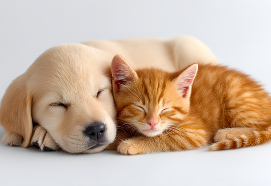 Wie Frohepoten Ihnen hilft, eine glückliche und gesunde Routine für Ihr Haustier zu entwickeln