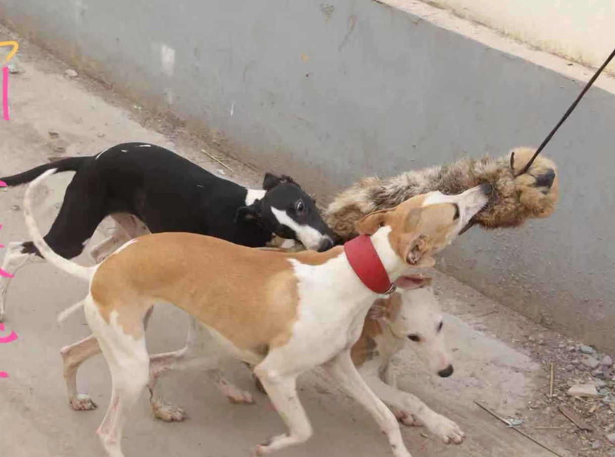 KlimPaws Jagdhund-Beißspielzeug