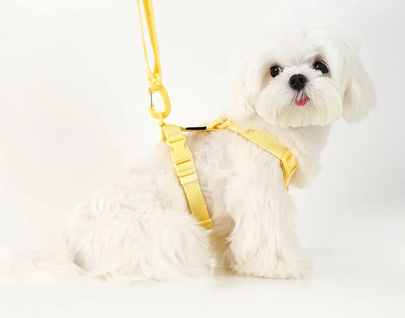 MacaroneWalk – Verstellbares Hundegeschirr-Set mit Halsband und Leine