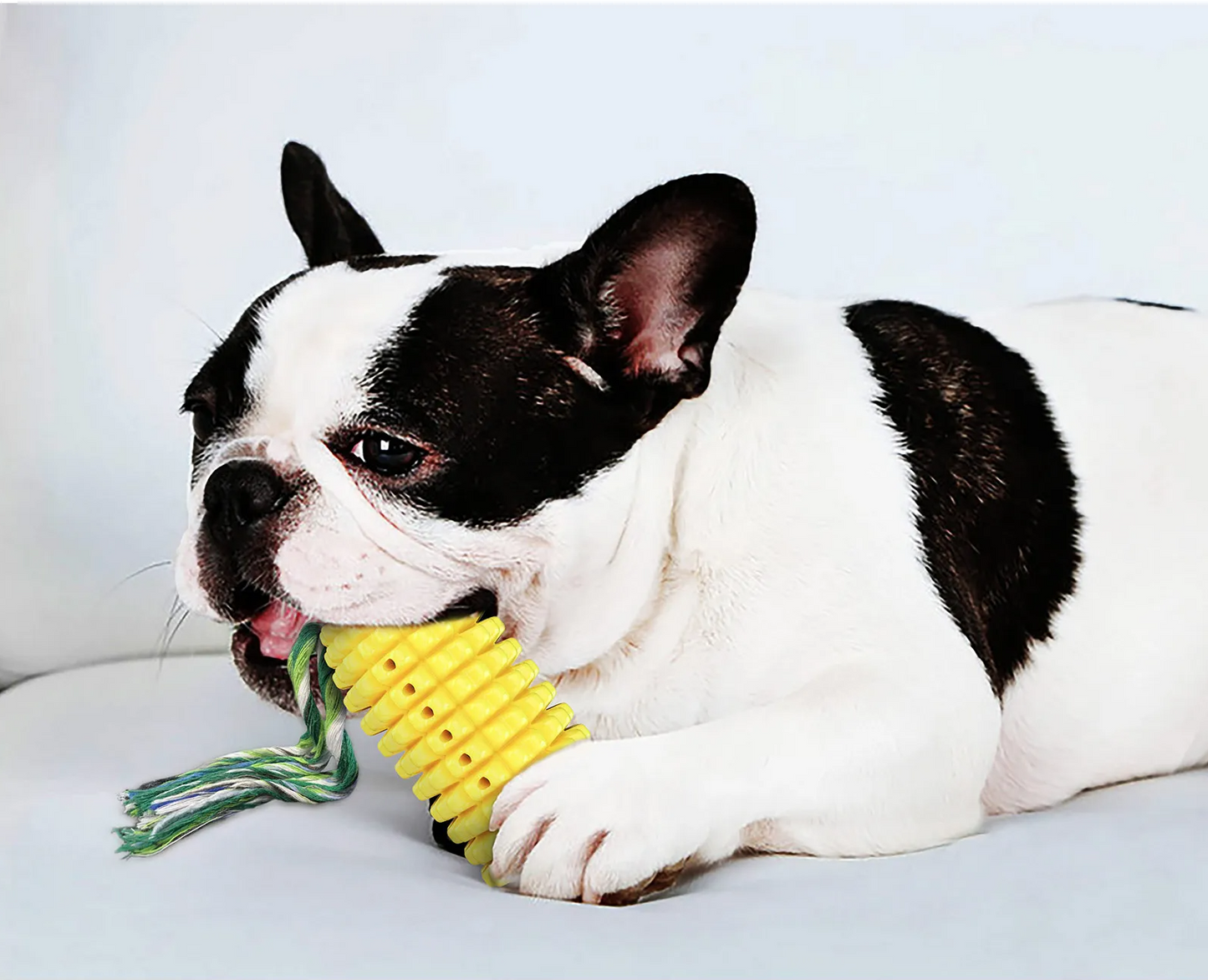 SPLASHBITE Schwimmendes Quietschspielzeug für Hunde