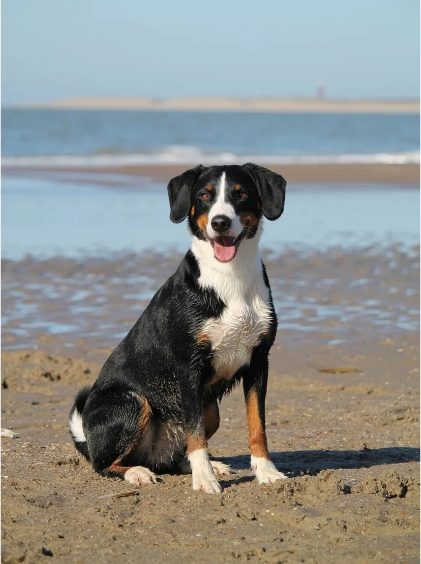 TrackiPet 4G Mini GPS-Tracker für Katzen und Hunde