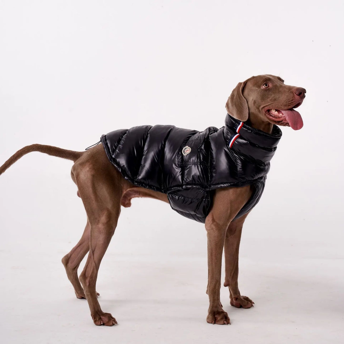 Premium Winter Winddichte Hundejacke
