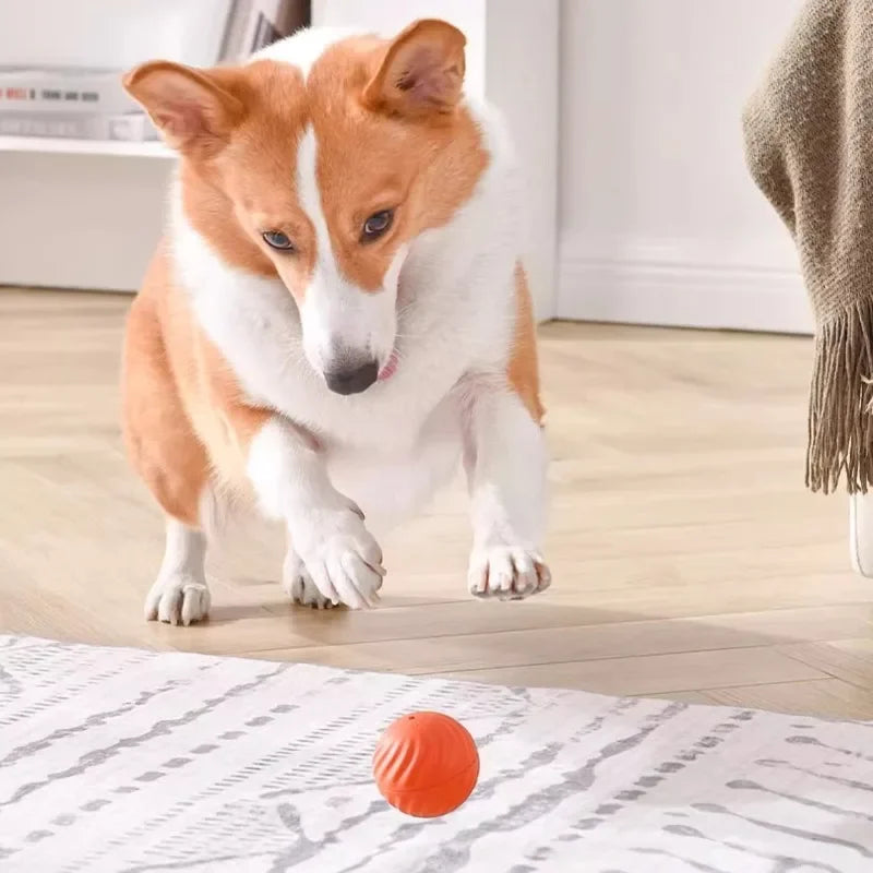 JumpiBall – Intelligenter Hüpfball für Hunde