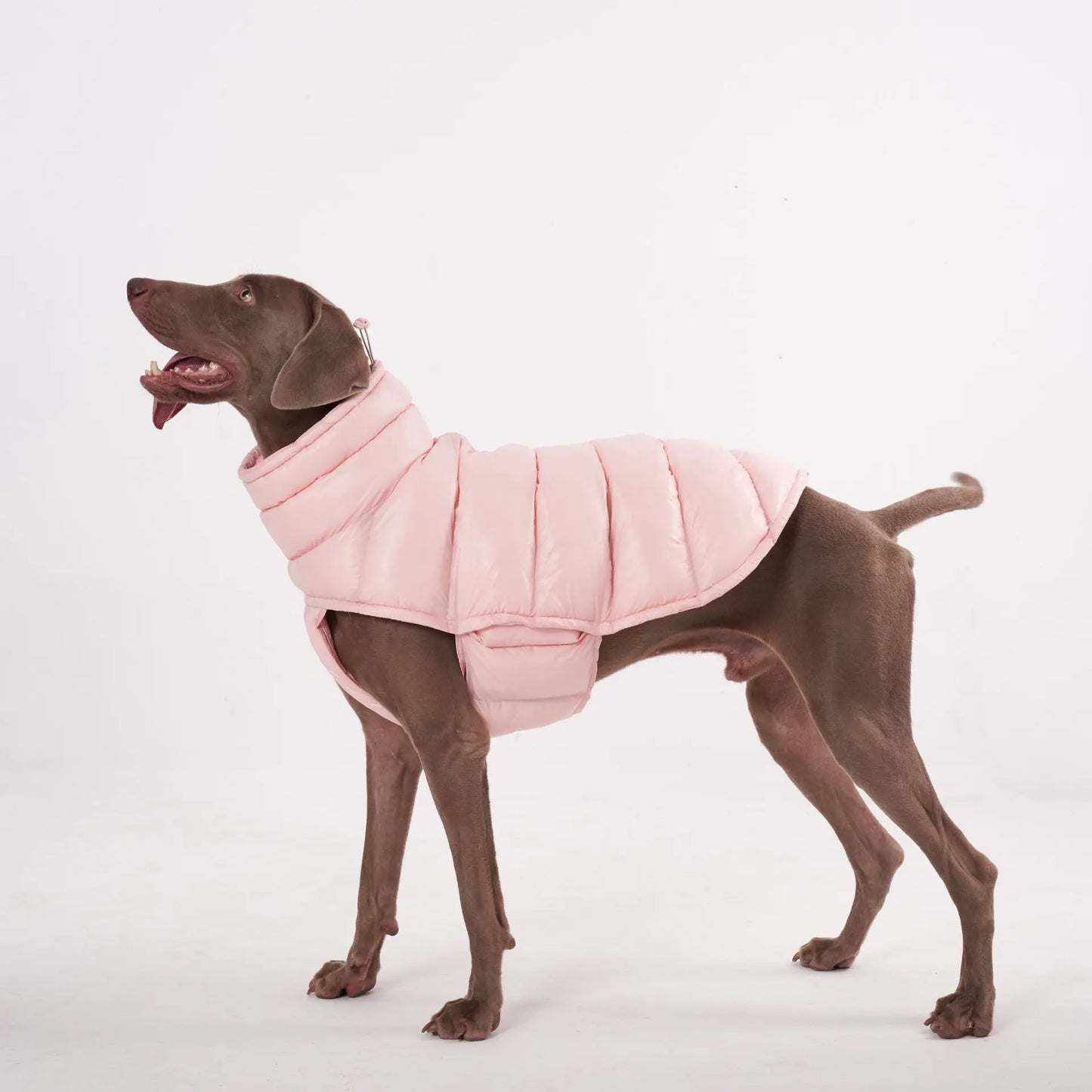 Premium Winter Winddichte Hundejacke