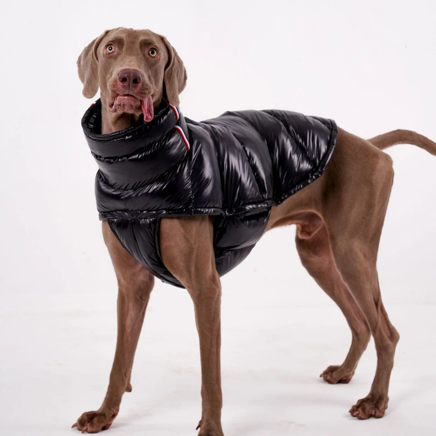 Premium Winter Winddichte Hundejacke