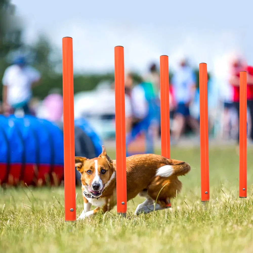 AgiliPro Hundesport-Trainingsset