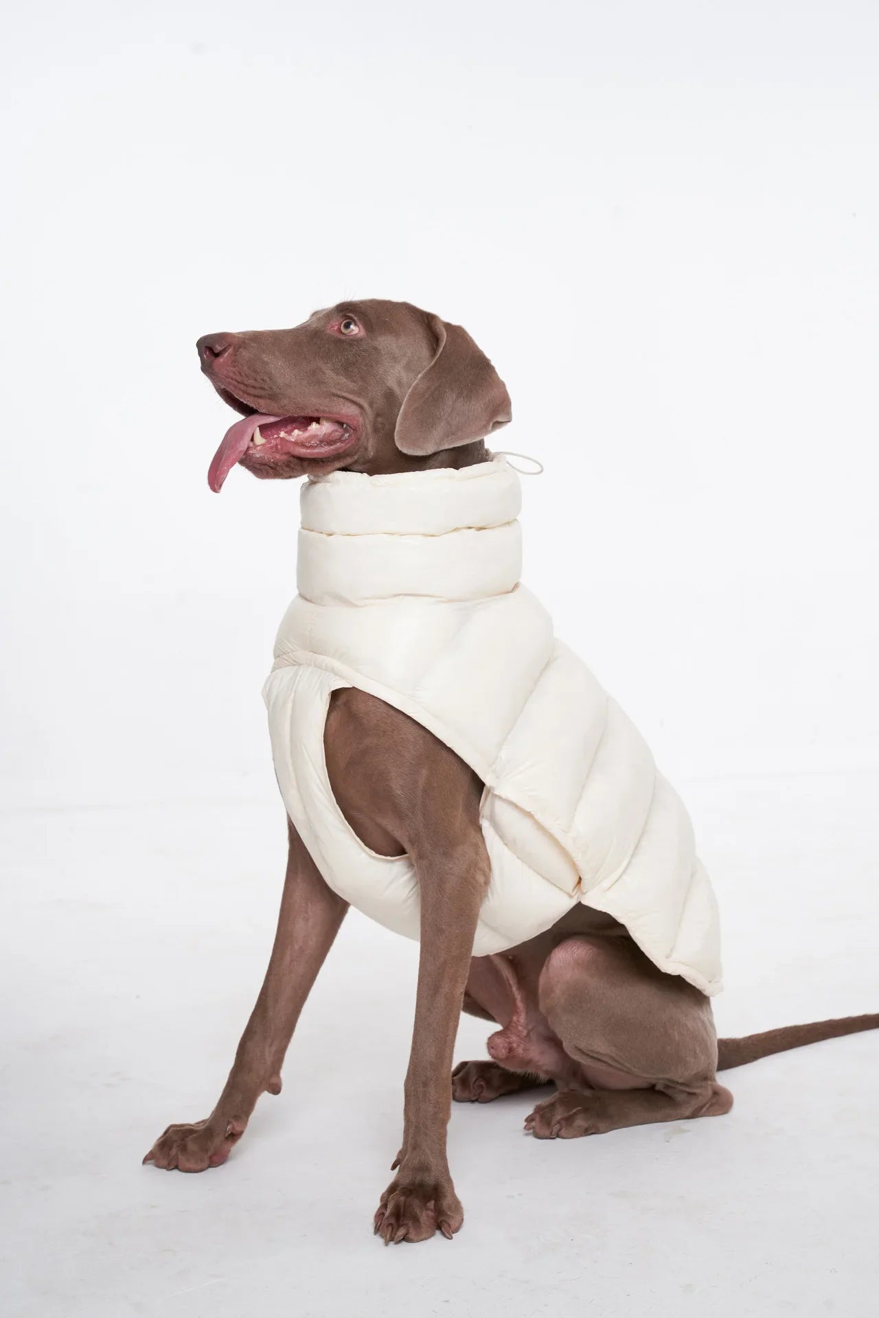 Premium Winter Winddichte Hundejacke