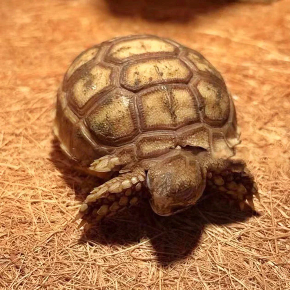 EcoTera Natur-Kokosfaser Terrarienmatte