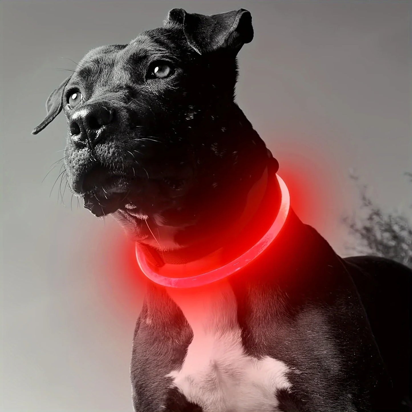 GlowGuard LED-Sicherheitshalsband für Hunde – USB-aufladbar & reflektierend