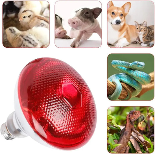 Wärmelampe für Reptilien