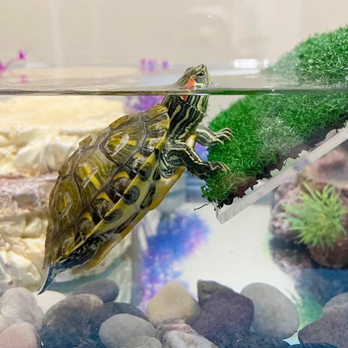 EcoLawn Schildkröten-Sonnenplattform – Schwimmende Insel mit Rampen und Kunstrasen