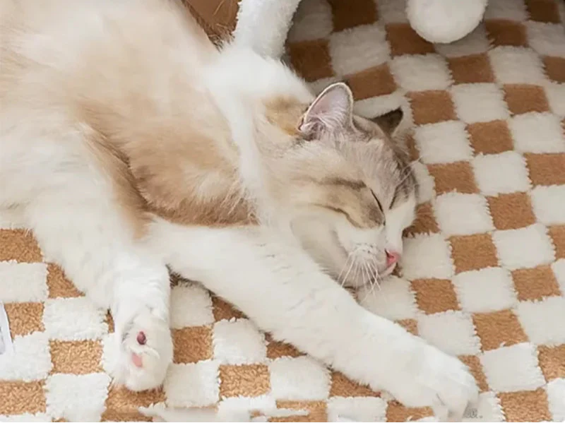 Katzentunnel-Plüschbett 2-in-1 - mit Spielbällen