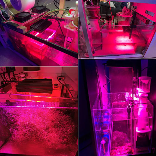 PopBloom Refugium Wachstumslampe