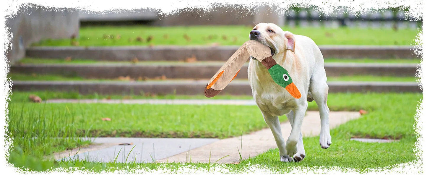 ZiziFloat Hunde-Wasserspielzeug