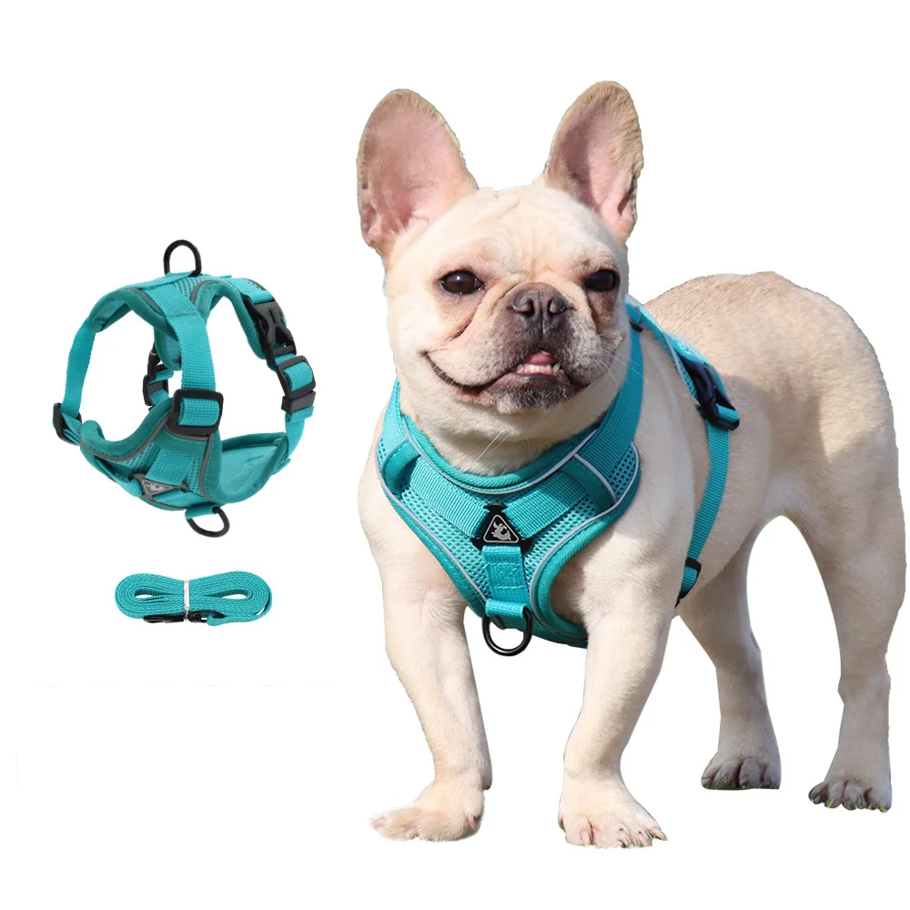 Paw Secure Geschirr- und Leinen-Set