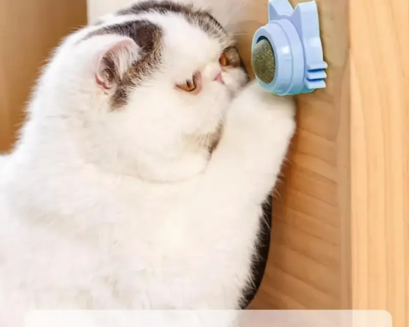 MINTYPLAY Leckbarer Kräuterball für Katzen – Snack, Spielzeug & Zahnpflege in einem!