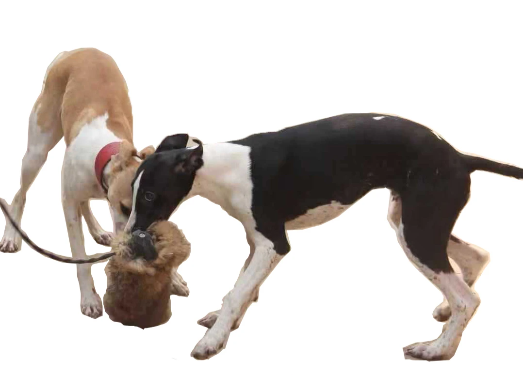 KlimPaws Jagdhund-Beißspielzeug