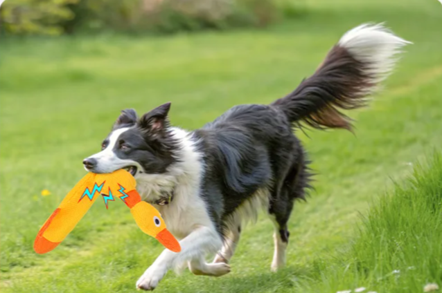 ZiziFloat Hunde-Wasserspielzeug