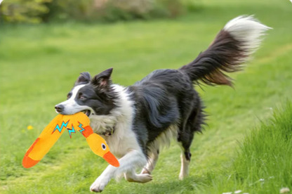 ZiziFloat Hunde-Wasserspielzeug